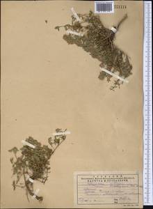 Thymus kotschyanus Boiss. & Hohen., Middle Asia, Western Tian Shan & Karatau (M3) (Kazakhstan)