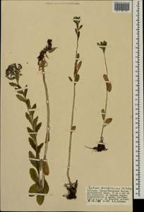 Hylotelephium telephium subsp. telephium, Mongolia (MONG) (Mongolia)