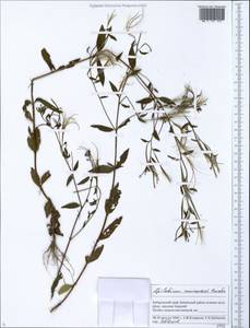 Epilobium amurense subsp. cephalostigma (Hausskn.) C. J. Chen, Hoch & P. H. Raven, Siberia, Russian Far East (S6) (Russia)