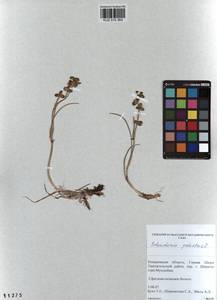 Scheuchzeria palustris L., Siberia, Altai & Sayany Mountains (S2) (Russia)