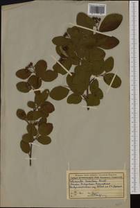 Cotoneaster nebrodensis (Guss.) Koch, Botanic gardens and arboreta (GARD) (Russia)