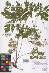 Chaerophyllum temulum L., Eastern Europe, Central forest-and-steppe region (E6) (Russia)