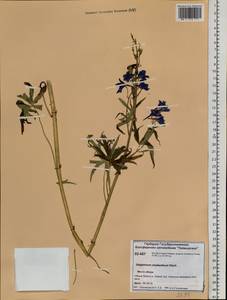 Delphinium cheilanthum Fisch. ex DC., Siberia, Central Siberia (S3) (Russia)