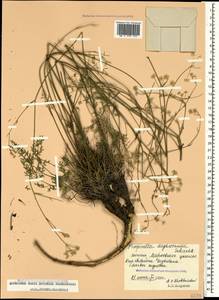 Pimpinella tragium Vill., Caucasus, Dagestan (K2) (Russia)
