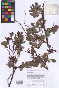 Rosa glauca Pourr., Eastern Europe, Central region (E4) (Russia)
