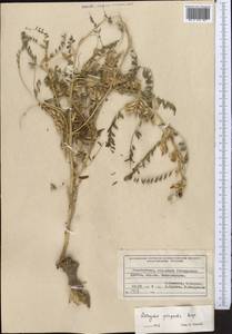 Astragalus quisqualis Bunge, Middle Asia, Pamir & Pamiro-Alai (M2) (Tajikistan)