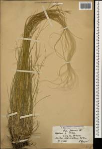 Stipa pennata L., Caucasus, Armenia (K5) (Armenia)