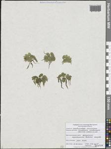 Salvinia natans (L.) All., Eastern Europe, Central forest-and-steppe region (E6) (Russia)