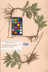 MHA 0 157 834, Lycopus exaltatus L.f., Eastern Europe, Lower Volga region (E9) (Russia)