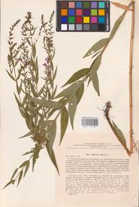 Lythrum virgatum L., Eastern Europe, Central region (E4) (Russia)