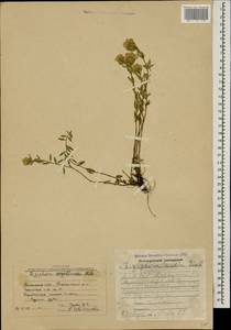 Ziziphora clinopodioides subsp. clinopodioides, Caucasus, Armenia (K5) (Armenia)