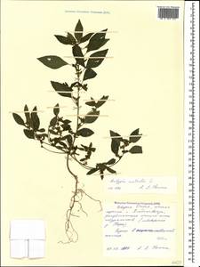 Acalypha australis L., Caucasus, North Ossetia, Ingushetia & Chechnya (K1c) (Russia)