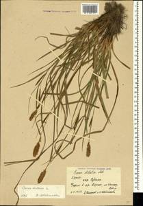 Carex distans L., Crimea (KRYM) (Russia)