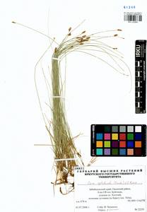 Carex reptabunda (Trautv.) V.I.Krecz., Siberia, Baikal & Transbaikal region (S4) (Russia)
