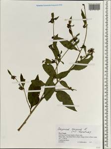 Carpesium cernuum L., South Asia, South Asia (Asia outside ex-Soviet states and Mongolia) (ASIA) (Nepal)