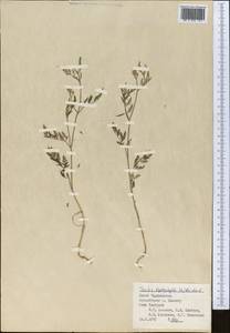 Torilis leptophylla (L.) Rchb. fil., Middle Asia, Pamir & Pamiro-Alai (M2) (Tajikistan)
