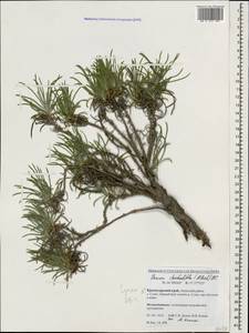 Jurinea stoechadifolia (M. Bieb.) DC., Caucasus, Krasnodar Krai & Adygea (K1a) (Russia)