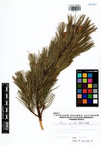 Pinus pumila (Parl.) Regel, Siberia, Baikal & Transbaikal region (S4) (Russia)