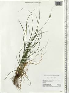 Carex spicata subsp. spicata, Eastern Europe, Central forest region (E5) (Russia)
