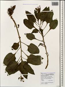 Physochlaina orientalis (M. Bieb.) G. Don, Caucasus, Stavropol Krai, Karachay-Cherkessia & Kabardino-Balkaria (K1b) (Russia)