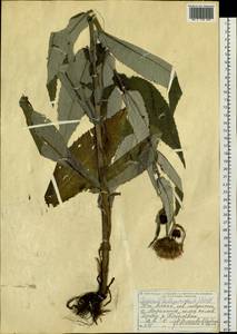 Cirsium heterophyllum (L.) Hill, Siberia, Altai & Sayany Mountains (S2) (Russia)