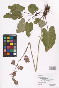 MHA 0 156 257, Salvia nutans L., Eastern Europe, Central forest-and-steppe region (E6) (Russia)