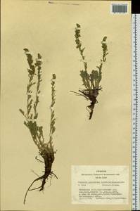 Artemisia pycnorrhiza Ledeb., Siberia, Altai & Sayany Mountains (S2) (Russia)