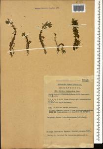 Elatine alsinastrum L., Caucasus, Georgia (K4) (Georgia)