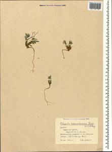 Polygala hohenackeriana Fisch. & C. A. Meyer, Caucasus, Armenia (K5) (Armenia)