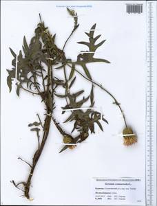 Klasea centauroides subsp. centauroides, Siberia, Baikal & Transbaikal region (S4) (Russia)