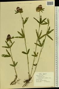 Trifolium alpestre L., Eastern Europe, Central region (E4) (Russia)