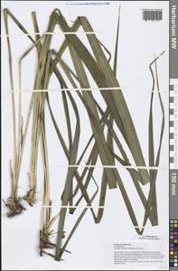 Aspidistra cylindrica Vislobokov & Nuraliev, South Asia, South Asia (Asia outside ex-Soviet states and Mongolia) (ASIA) (Vietnam)
