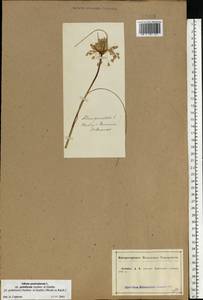 Allium podolicum Blocki ex Racib. & Szafer, Eastern Europe, Central forest-and-steppe region (E6) (Russia)