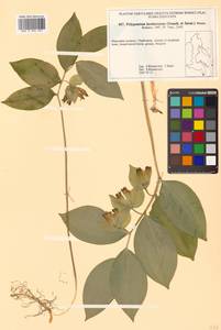 Polygonatum involucratum (Franch. & Sav.) Maxim., Siberia, Russian Far East (S6) (Russia)