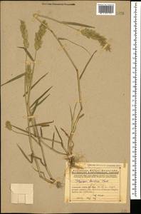 Polypogon fugax Nees ex Steud., Caucasus, Armenia (K5) (Armenia)