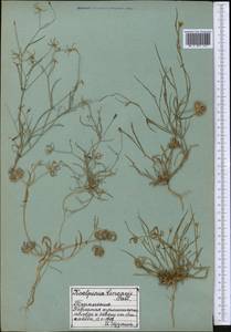 Koelpinia linearis Pall., Middle Asia, Karakum (M6) (Turkmenistan)