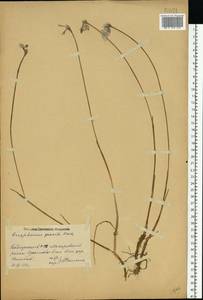 Eriophorum gracile W.D.J.Koch, Eastern Europe, Eastern region (E10) (Russia)