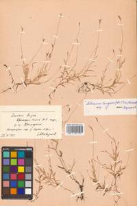 Arthraxon hispidus (Thunb.) Makino, Siberia, Russian Far East (S6) (Russia)