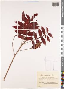 Rhus copallina L., America (AMER) (United States)