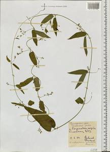 Vincetoxicum volubile Maxim., Siberia, Russian Far East (S6) (Russia)