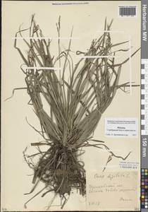 Carex digitata L., Eastern Europe, Moscow region (E4a) (Russia)