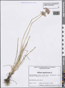 Allium angulosum L., Siberia, Western Siberia (S1) (Russia)