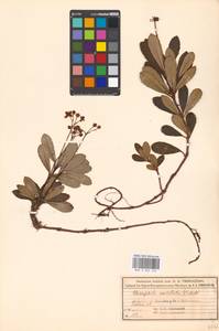 Chimaphila umbellata (L.) W. P. C. Barton, Eastern Europe, Moscow region (E4a) (Russia)