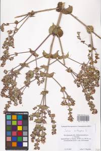 MHA 0 156 126, Salvia aethiopis L., Eastern Europe, Central forest-and-steppe region (E6) (Russia)