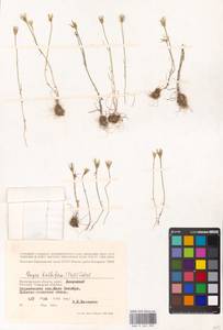 Gagea bulbifera (Pall.) Salisb., Eastern Europe, Lower Volga region (E9) (Russia)