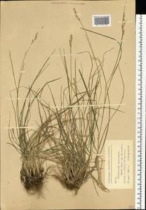 Danthonia decumbens (L.) DC., Eastern Europe, Lithuania (E2a) (Lithuania)
