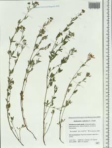 Medicago ruthenica (L.)Ledeb., Siberia, Baikal & Transbaikal region (S4) (Russia)