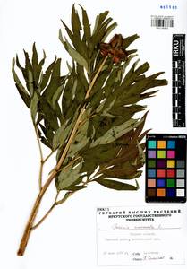 Paeonia anomala L., Siberia, Western Siberia (S1) (Russia)