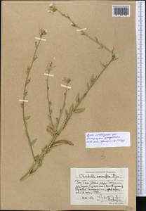 Chondrilla leiosperma Kar. & Kir., Middle Asia, Western Tian Shan & Karatau (M3) (Uzbekistan)