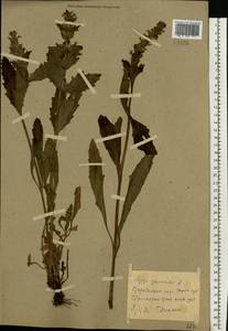 Ajuga genevensis L., Eastern Europe, North Ukrainian region (E11) (Ukraine)